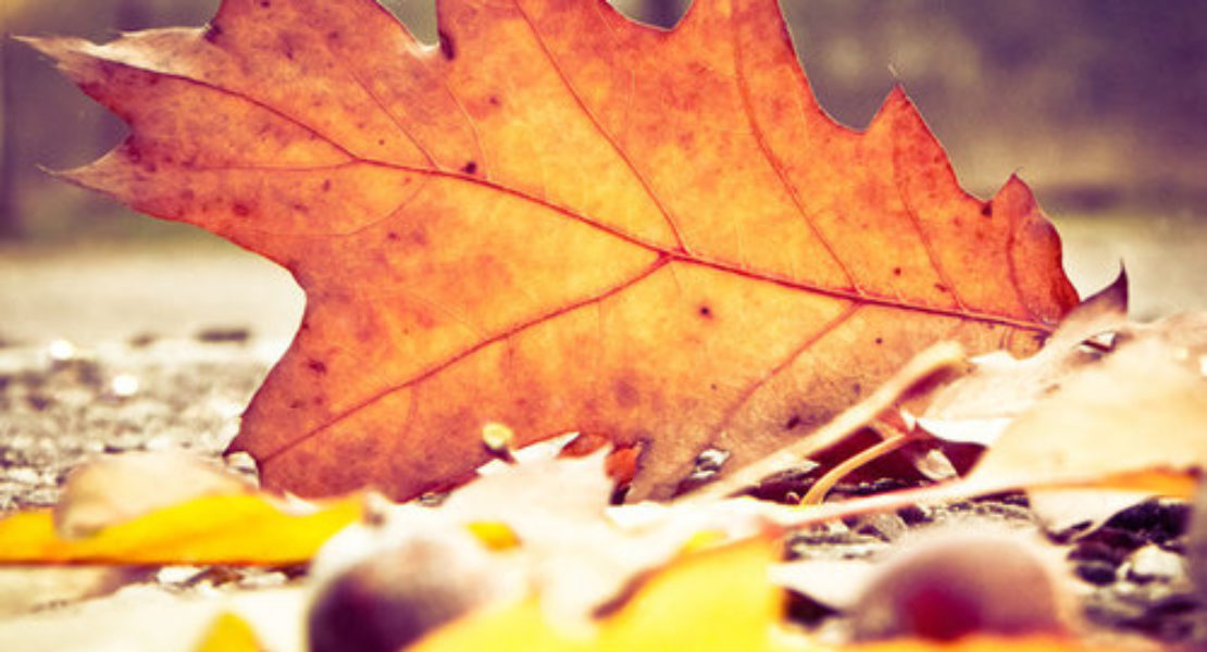 herfst-2-1110×600